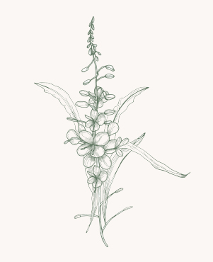 Экстракт кипрея узколистного (Epilobium angustifolium L.)